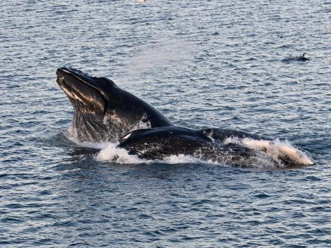 humpback whales lunge feeding
