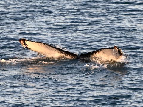humpback whale