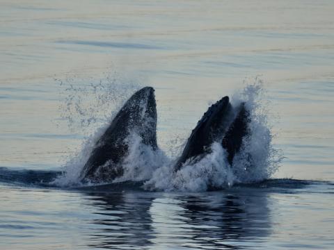 humpback whales lunge feeding