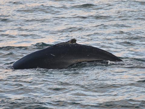 humpback whale