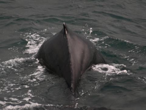 humpback whale dorsal fin
