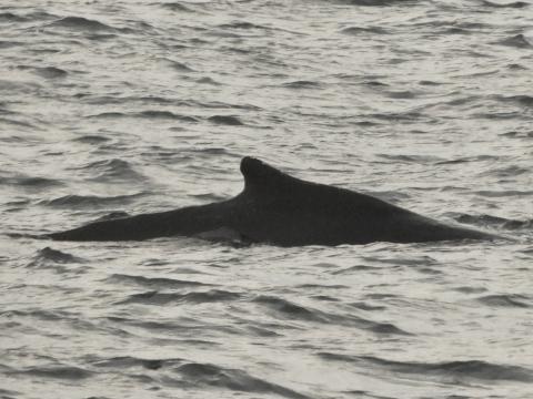 humpback whale