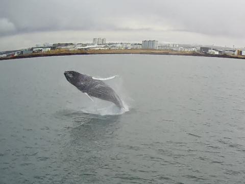 humpback whale breaches