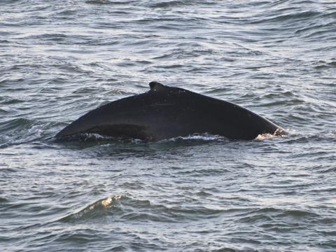 northern lights cruise