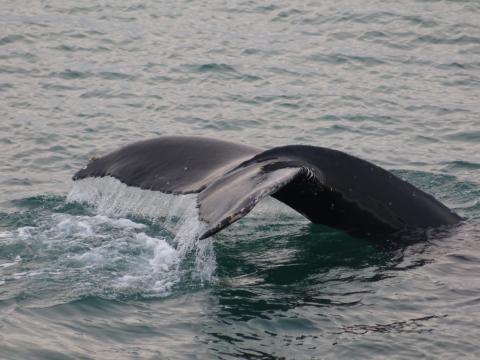 humpback whale fluke