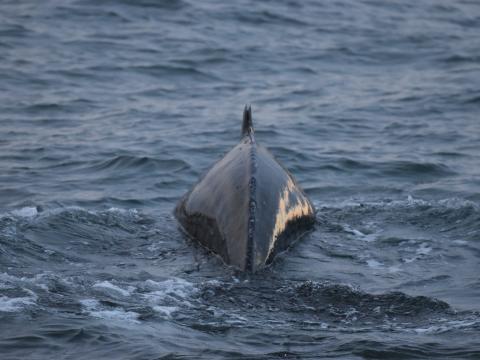 humpback whale