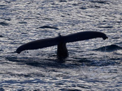 humpback whale fluke