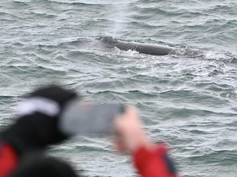 humpback whale and passengers