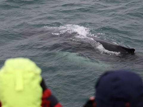 humpback whale and passengers