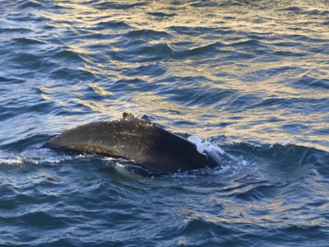 humpback whale