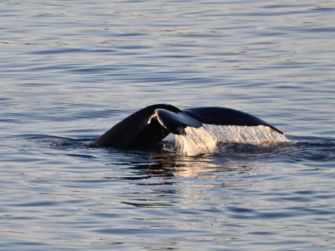 humpback whale fluke