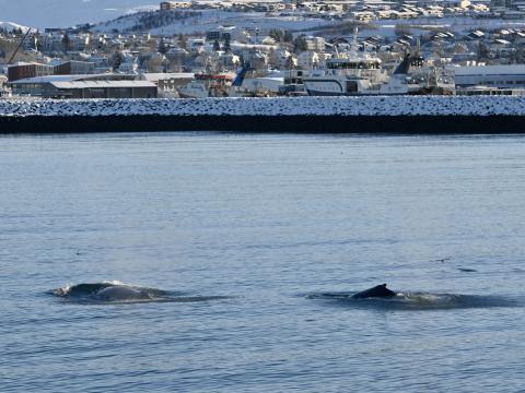 humpback whales close to land