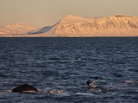 humpback whales and mt. Esja