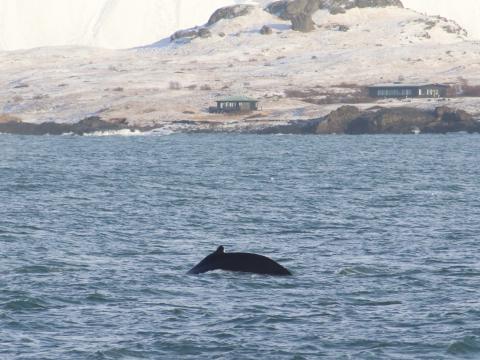 humpback whales in winter