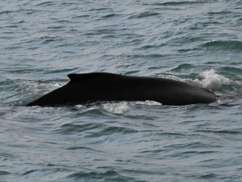 humpback whale