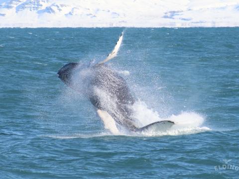 breaching humpback whale