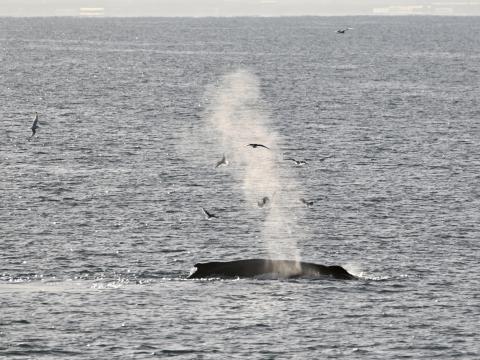 humpback whale feeding around birds