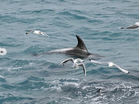 white-beaked dolphins feeding