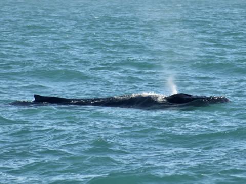 humpback whale