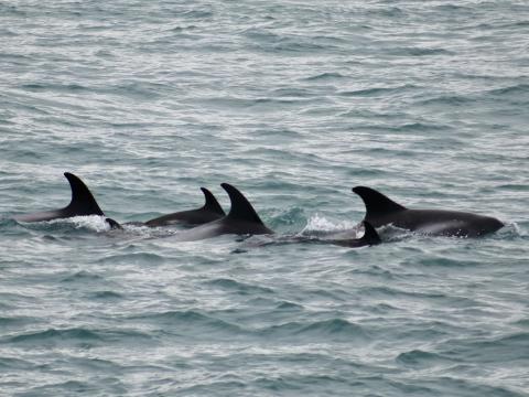 white-beaked dolphins