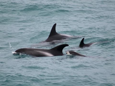 white-beaked dolphins