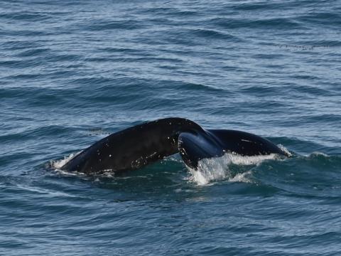 humpback whale fluke