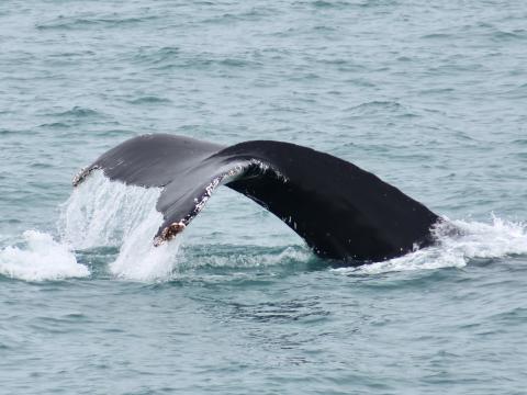 humpback whale fluke