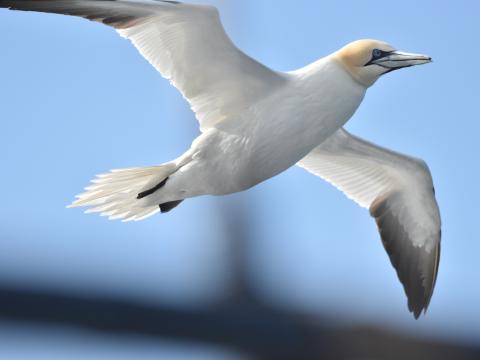northern gannet in flight