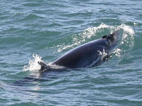 minke whale dorsal fin and head