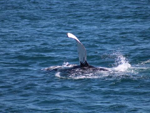 humpback whale rolling