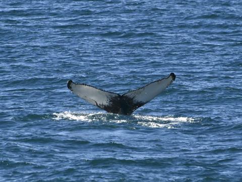 humpback whale fluke