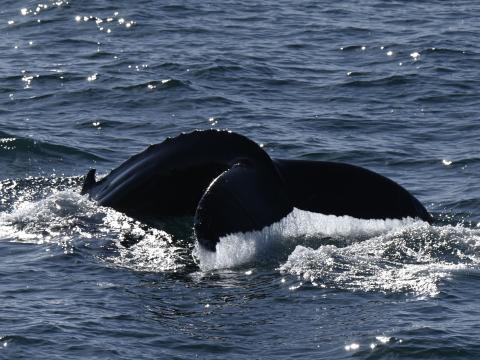 humpback whale fluke going for a dive