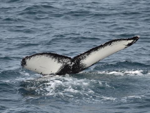 humpback whale fluke