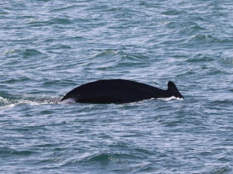 humpback whale dorsal fin