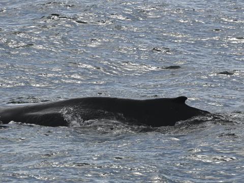 humpback whale