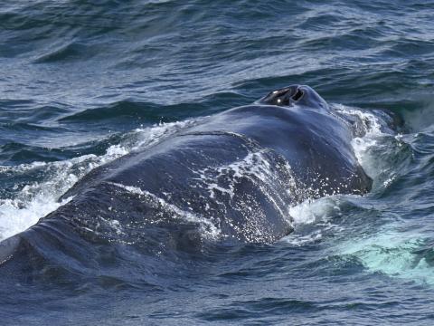 humpback whale close up