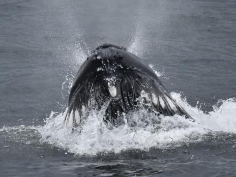 humpback whale lunge feeding