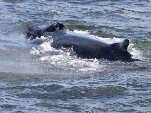 hmpback whale showing the dorsal fin and the nostrils