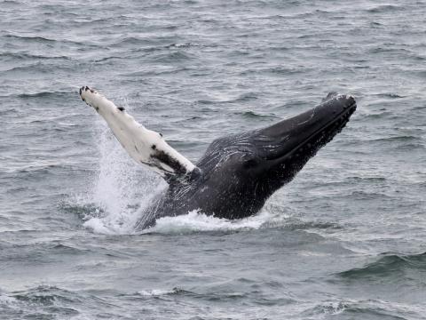 breaching humpback whale