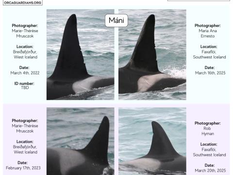 infograph of orca sightings