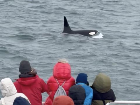 passengers on a boat look at a male orca