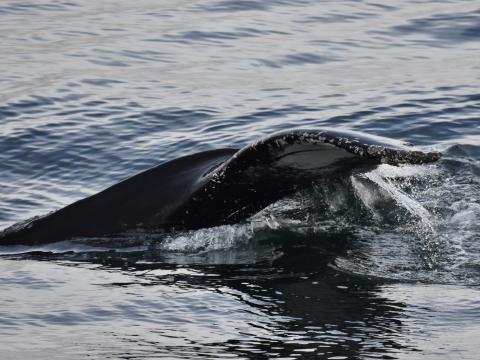 humpback whale fluke