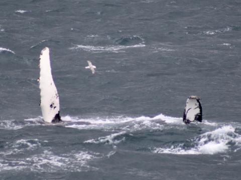 humpback whale
