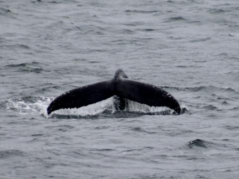 humpback whale fluke