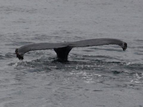 humpback whale fluke