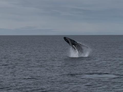 breaching humpback whale