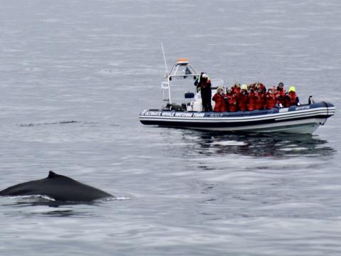 rib boat watching a humpback whale