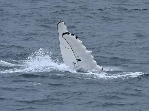 humpback whale clapping its pectoral fins in the air