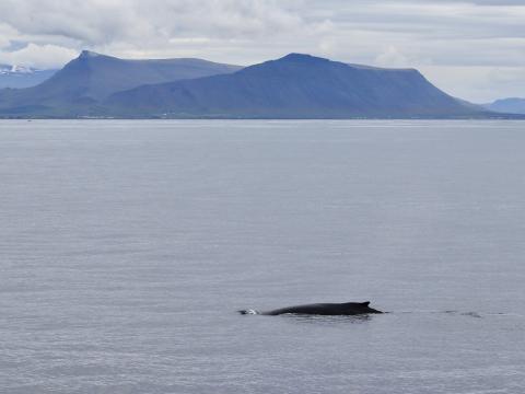 humpback whale surfaces in front of Akrafjall mountain