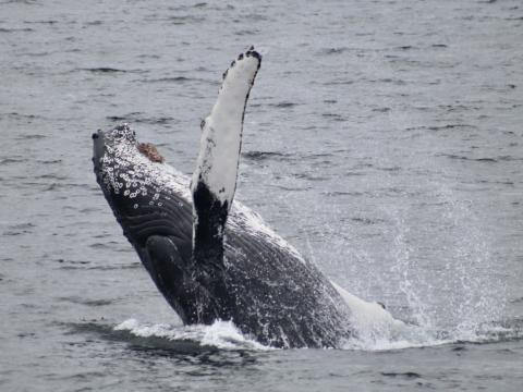 breaching humpback whale raises pectoral fin in the air